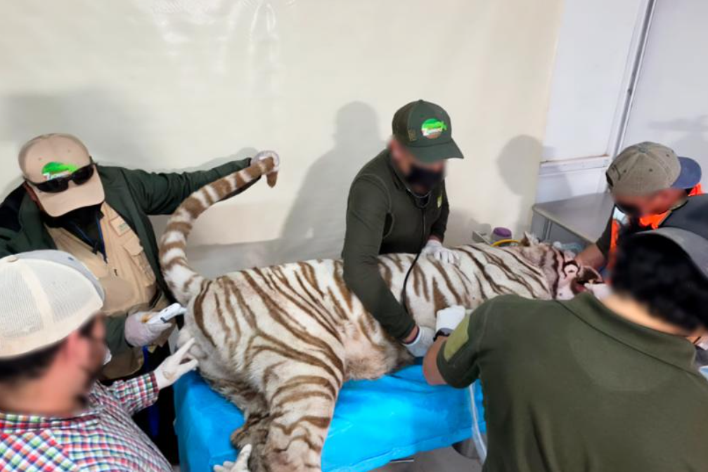 Tigre Kenzo murió por broncoaspiración de sangre tras disparo