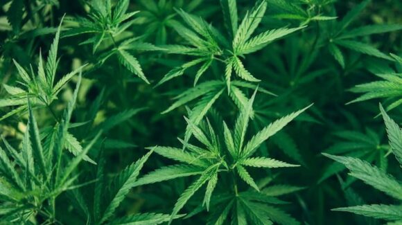 La SCJN valida permiso conjunto para consumo lúdico de marihuana