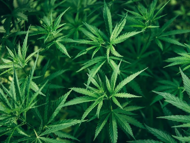 SCJN marihuana