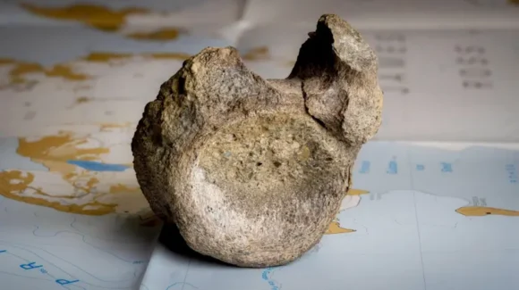 Hallan una vértebra de dinosaurio guardada por 41 años en archivo antártico