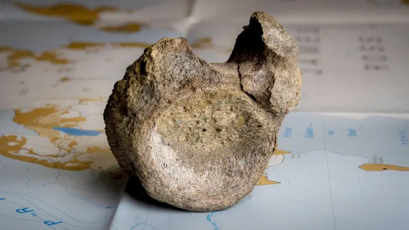 Hallan una vértebra de dinosaurio guardada por 41 años en archivo antártico.