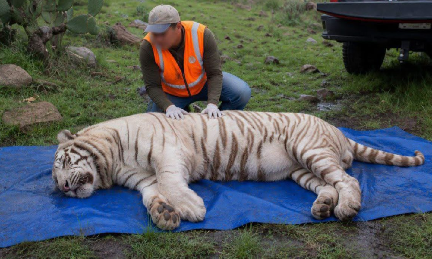 Tigre Kenzo murió por broncoaspiración de sangre tras disparo