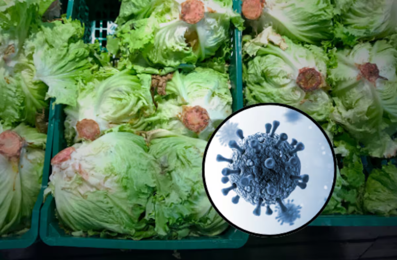 La FDA descarta que lechuga de México provocara brote de Cyclospora