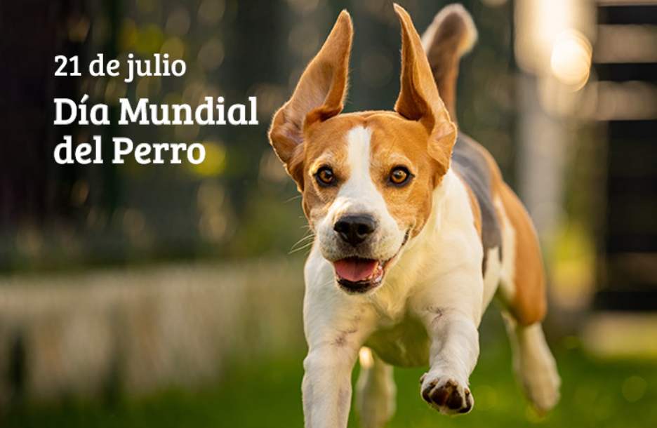 Día Mundial del Perro 2026: ¿Por qué se celebra el 21 de julio y cuál es su origen?