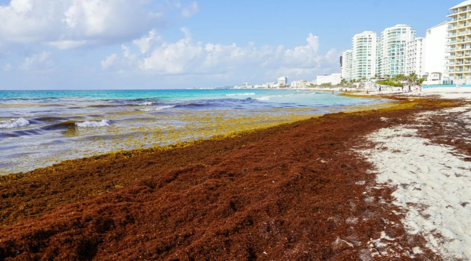 Gobierno federal y Quintana Roo ha invertido 770 millones de pesos para combatir el sargazo
