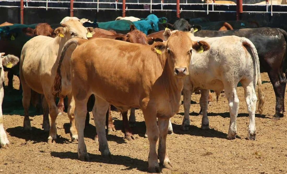 Gusano barrenador afecta ganadería mexicana por dos años consecutivos.