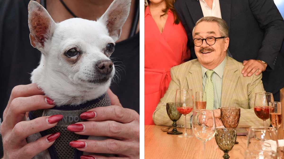 Proponen cárcel por apología al maltrato animal tras polémica de Pedro Sola