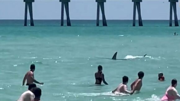 Cierran playa de Nueva York por avistamiento masivo de tiburones