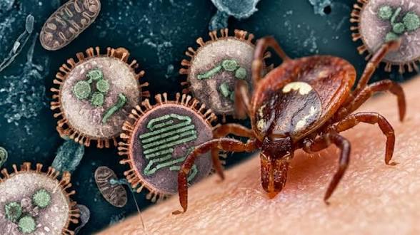 Virus Bourbon