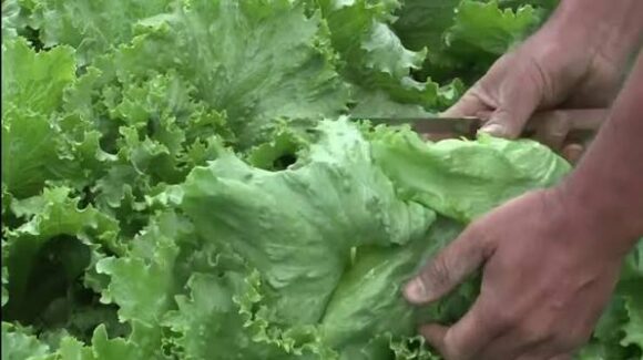 Cofepris descarta la presencia de cyclospora en la lechuga mexicana