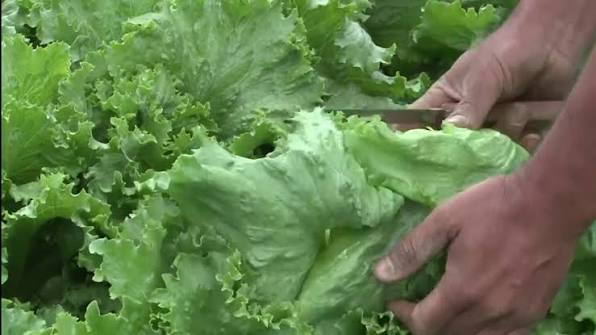 Lechuga mexicana