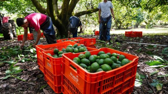 Exportaciones de aguacate mexicano caen 25% en primer semestre