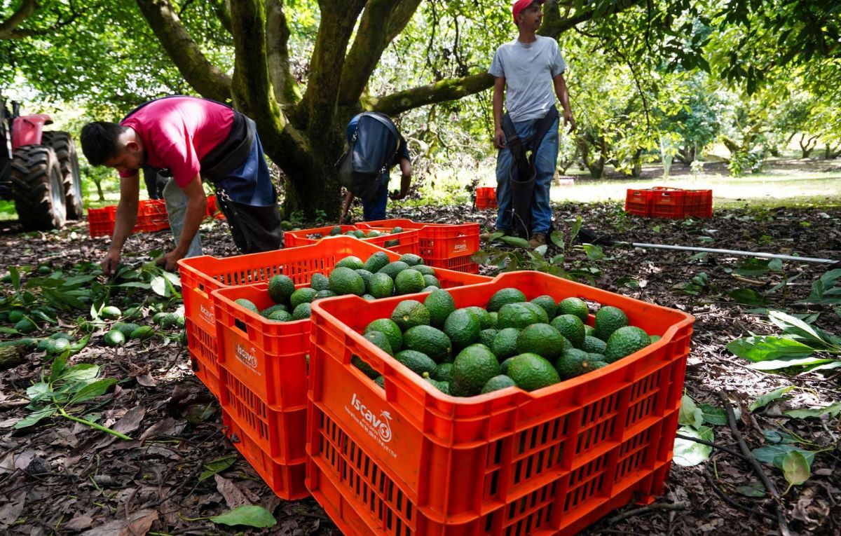 Exportaciones de aguacate mexicano caen 25% en primer semestre.