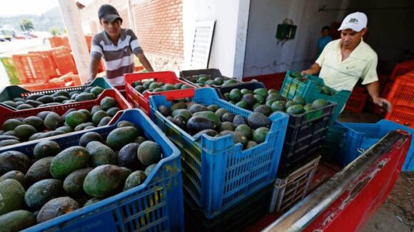 México consigue autorización de Estados Unidos para exportar más aguacate