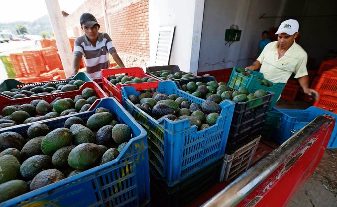 México consigue autorización de Estados Unidos para exportar más aguacate.