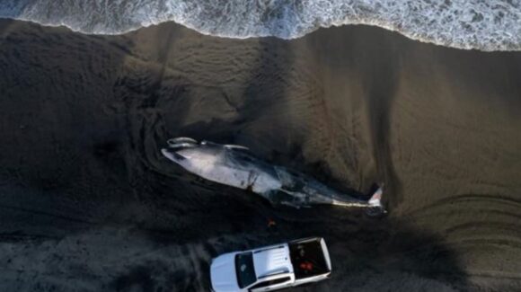 Hallan muerta ballena de 12 metros en Tijuana por descomposición avanzada