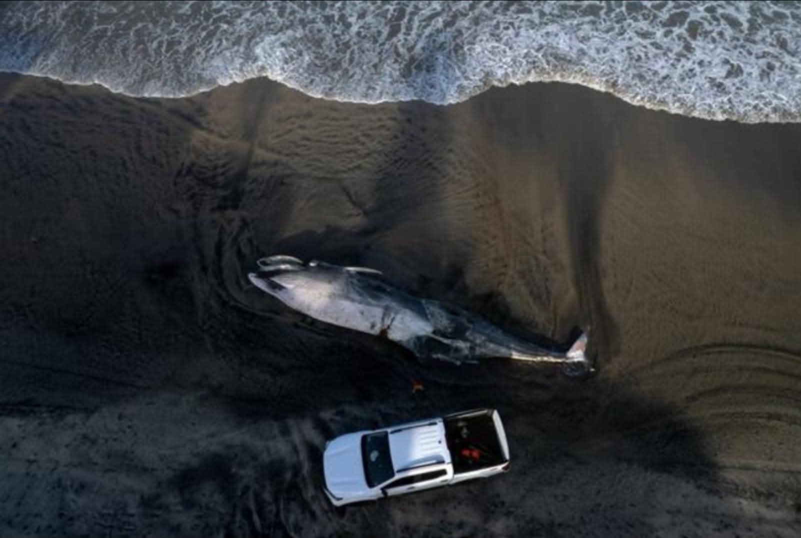 Hallan muerta ballena de 12 metros en Tijuana por descomposición avanzada.