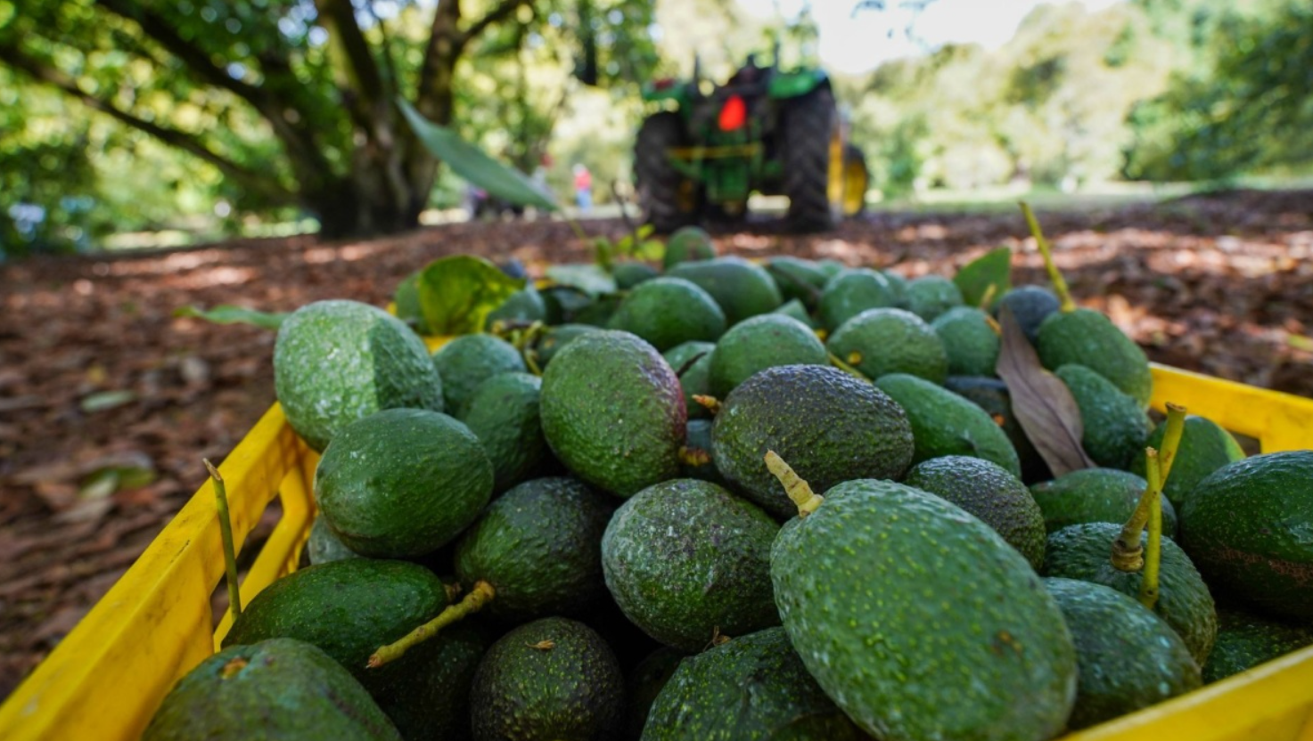 EU suspende temporalmente exportación de aguacate de Michoacán