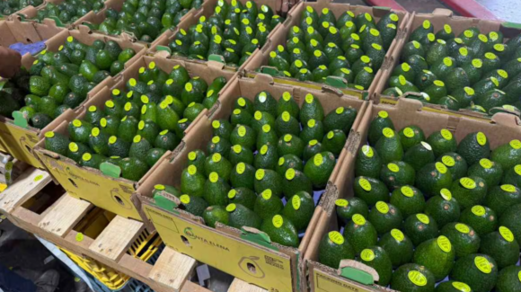Productores piden reabrir exportaciones de aguacate a EU a la “brevedad” y destacan el trabajo conjunto con ambos gobiernos
