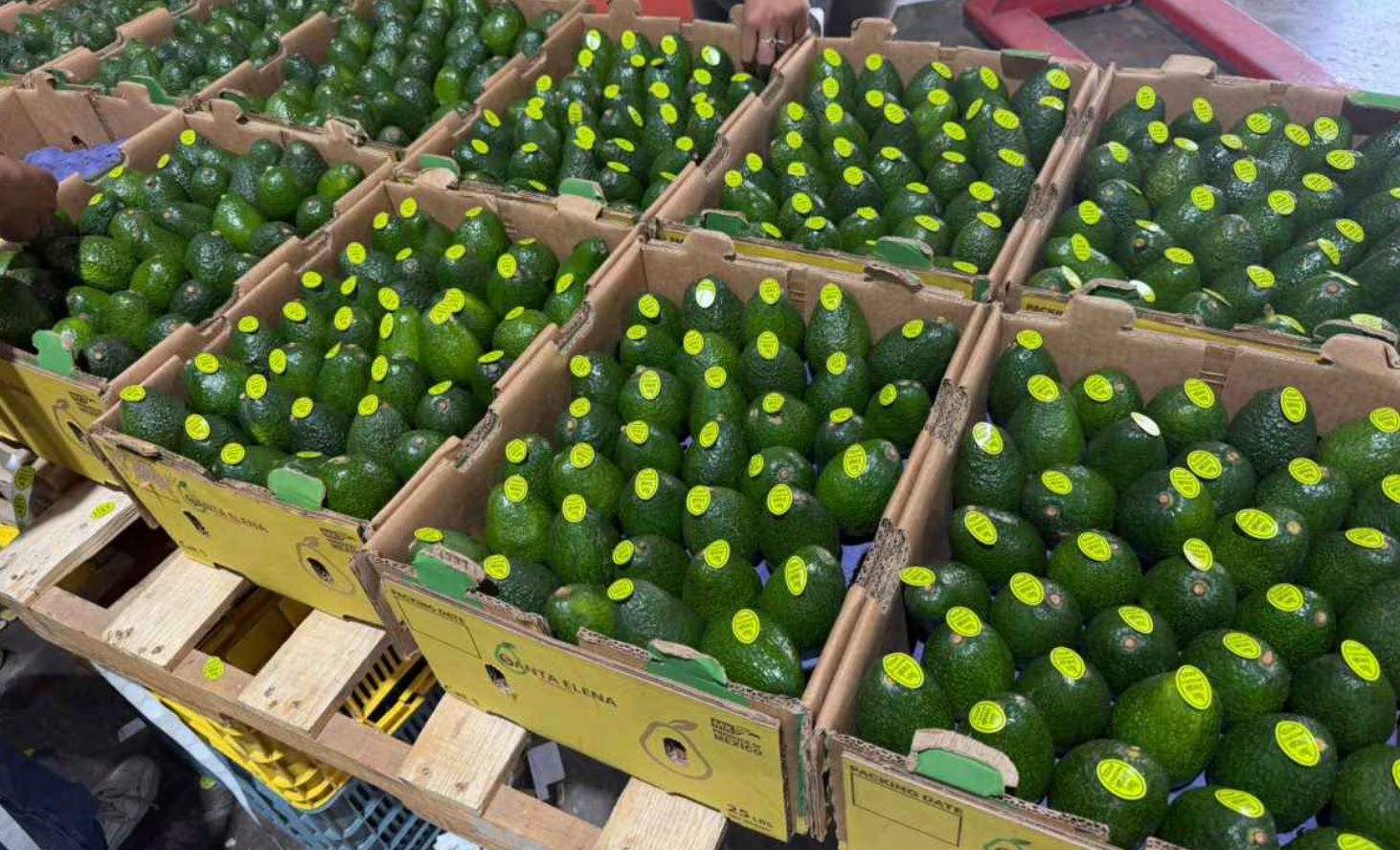Productores piden reabrir exportaciones de aguacate a EU