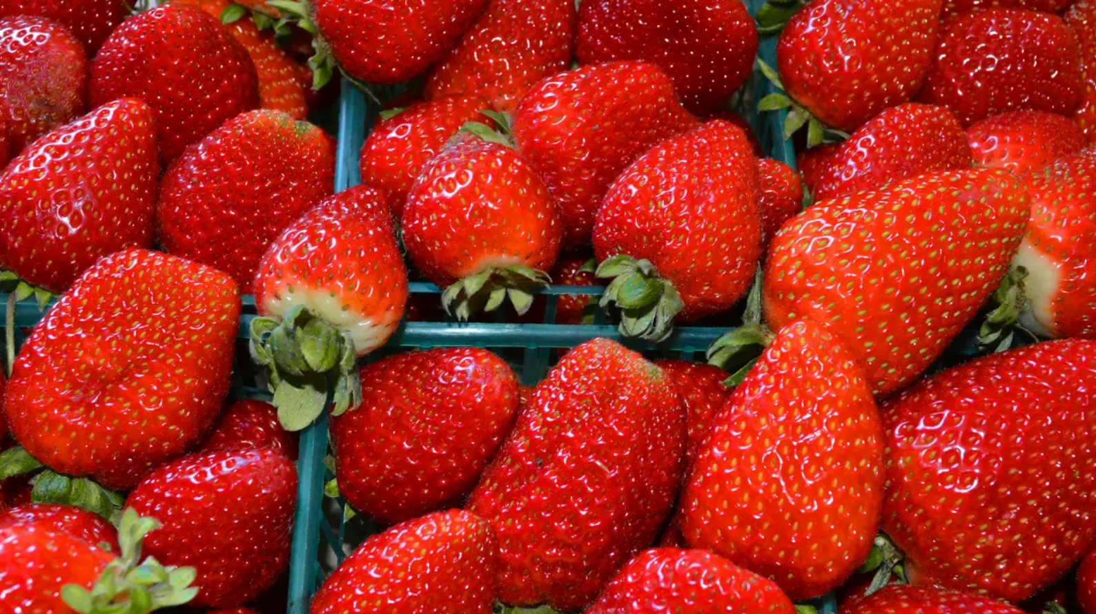 EU impone cuotas a fresas mexicanas