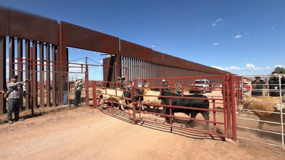 México reactiva exportación de ganado a Estados Unidos bajo estrictos controles sanitarios