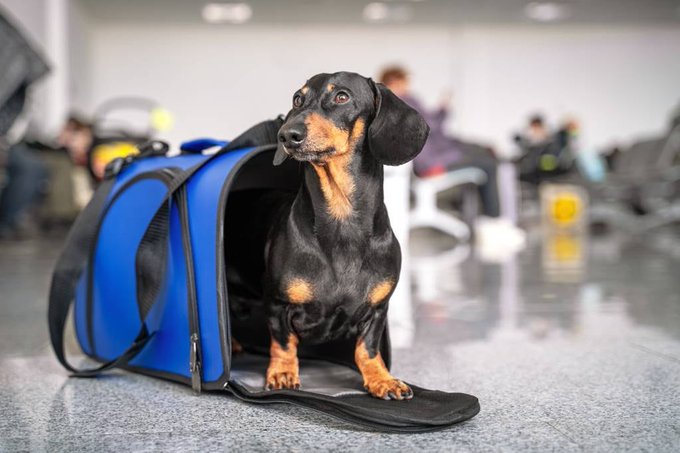 Proponen transporte pet friendly en Metro, Metrobús y otros transportes de CDMX.