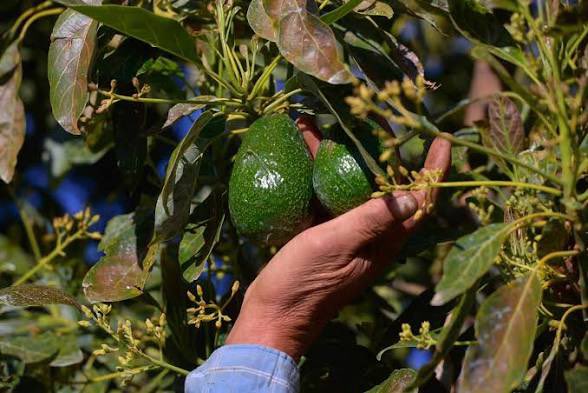 Estados Unidos reanudará parcialmente la inspección de la producción de aguacate en Michoacán.