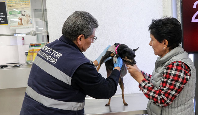 México exige certificado libre de gusano barrenador para ingreso de perros y aves de Estados Unidos.
