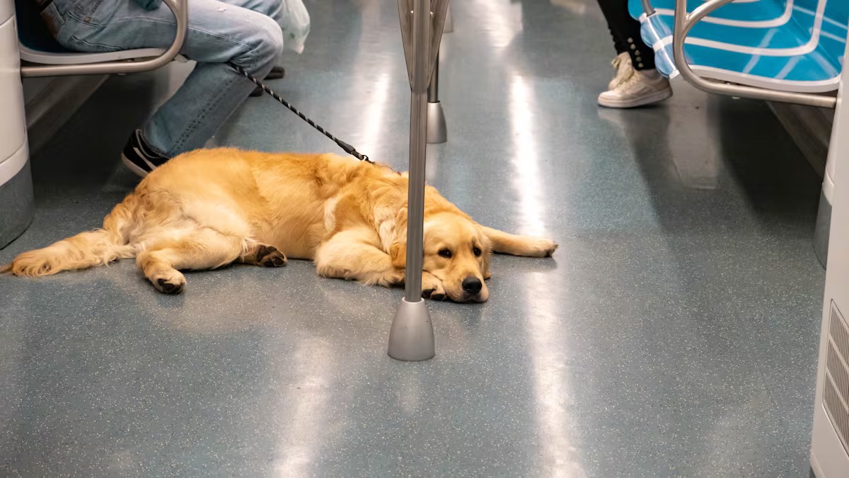 Proponen reformar la Ley de Movilidad para viajar con mascotas en la Ciudad de México