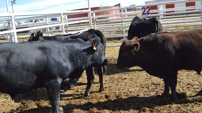 Gusano barrenador avanza en Chihuahua, confirman 91 casos en 25 municipios.