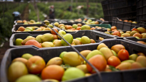 Estados Unidos rechaza eliminar el arancel antidumping al tomate mexicano