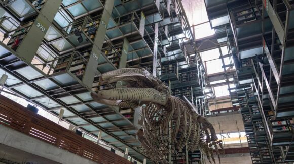 Ciudad de México: La Vasconcelos cumple 20 años entre libros, acero y una ballena