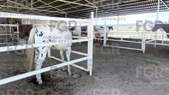 FGR asegura 701 animales y detiene a seis personas en cateos en Chihuahua, Durango y Coahuila