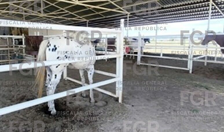 FGR asegura 701 animales y detiene a seis personas en cateos en Chihuahua, Durango y Coahuila.