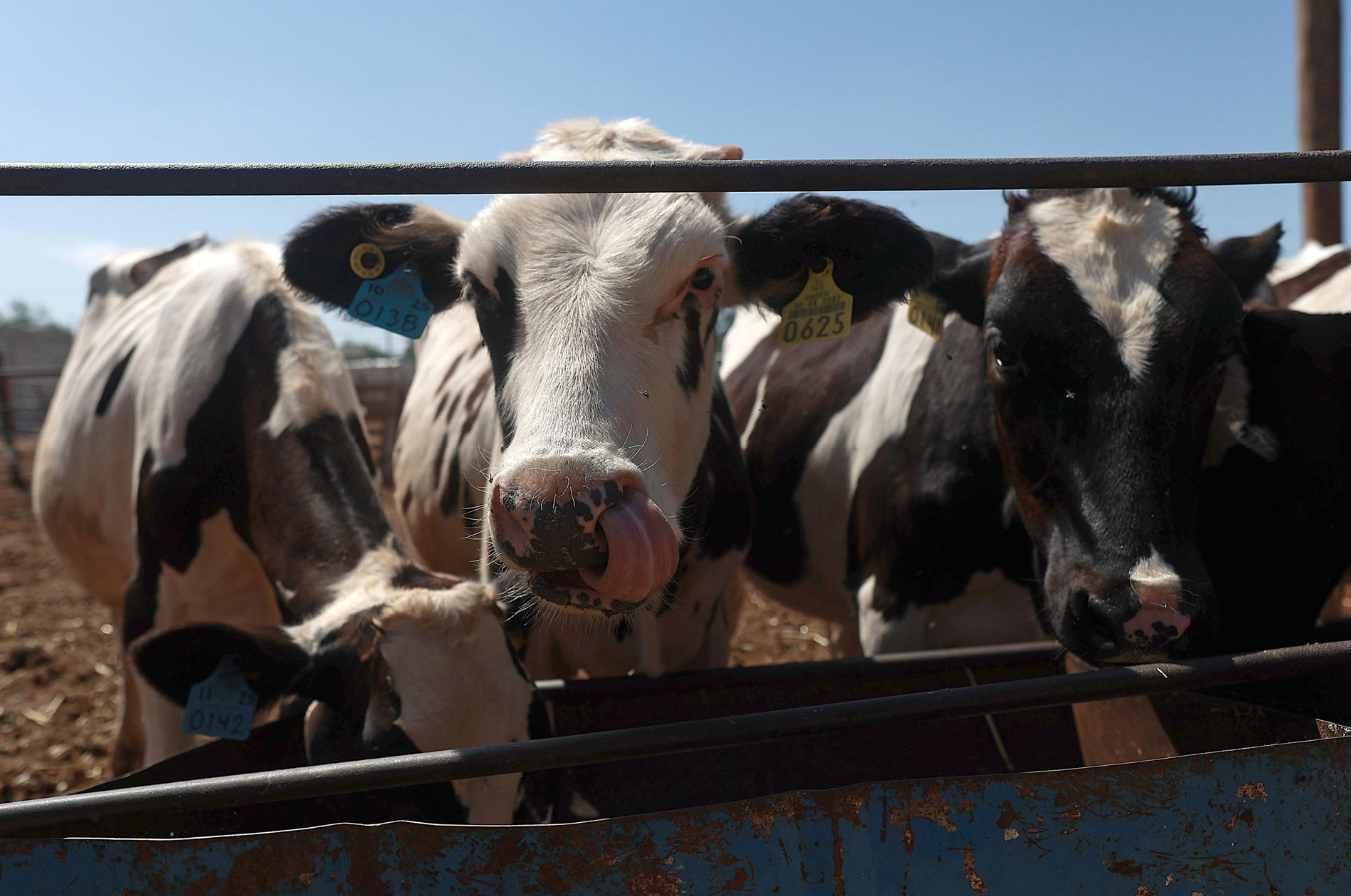Ganaderos aplazan al 8 de septiembre exportaciones a EU