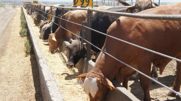 Sonora reabre frontera para exportar ganado a Estados Unidos tras una semana de cierre