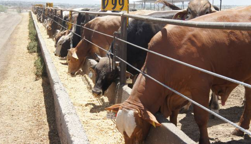 Sonora reabre frontera para exportar ganado a EU