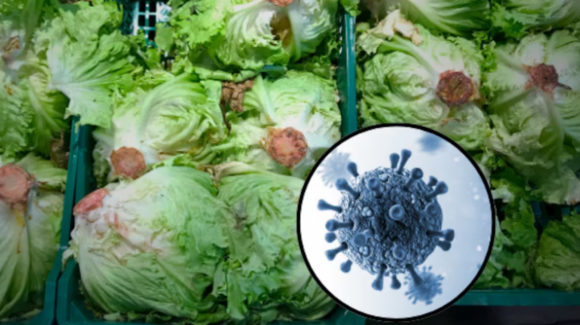 Estados Unidos da por terminado el brote de Cyclospora por lechuga contaminada de Taylor Farms