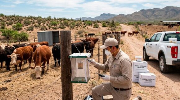 Chihuahua registra 78 casos activos de gusano barrenador y refuerza medidas de control