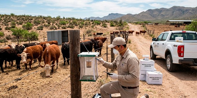 Chihuahua registra 78 casos activos de gusano barrenador y refuerza medidas de control.