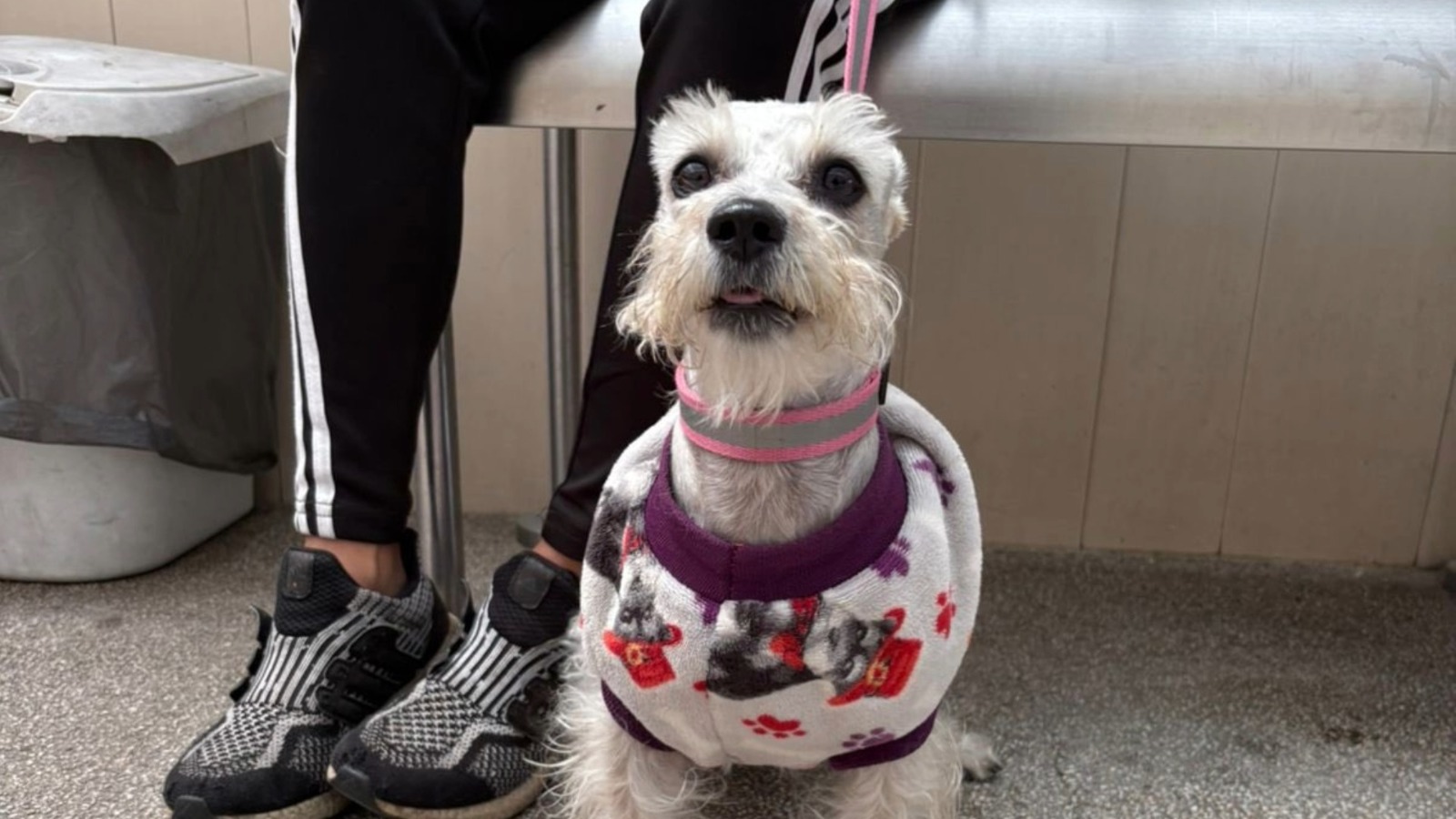 Se duplica robo de animales de compañía en la CDMX