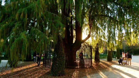 Diez árboles históricos se suman al Patrimonio Natural de la Ciudad de México