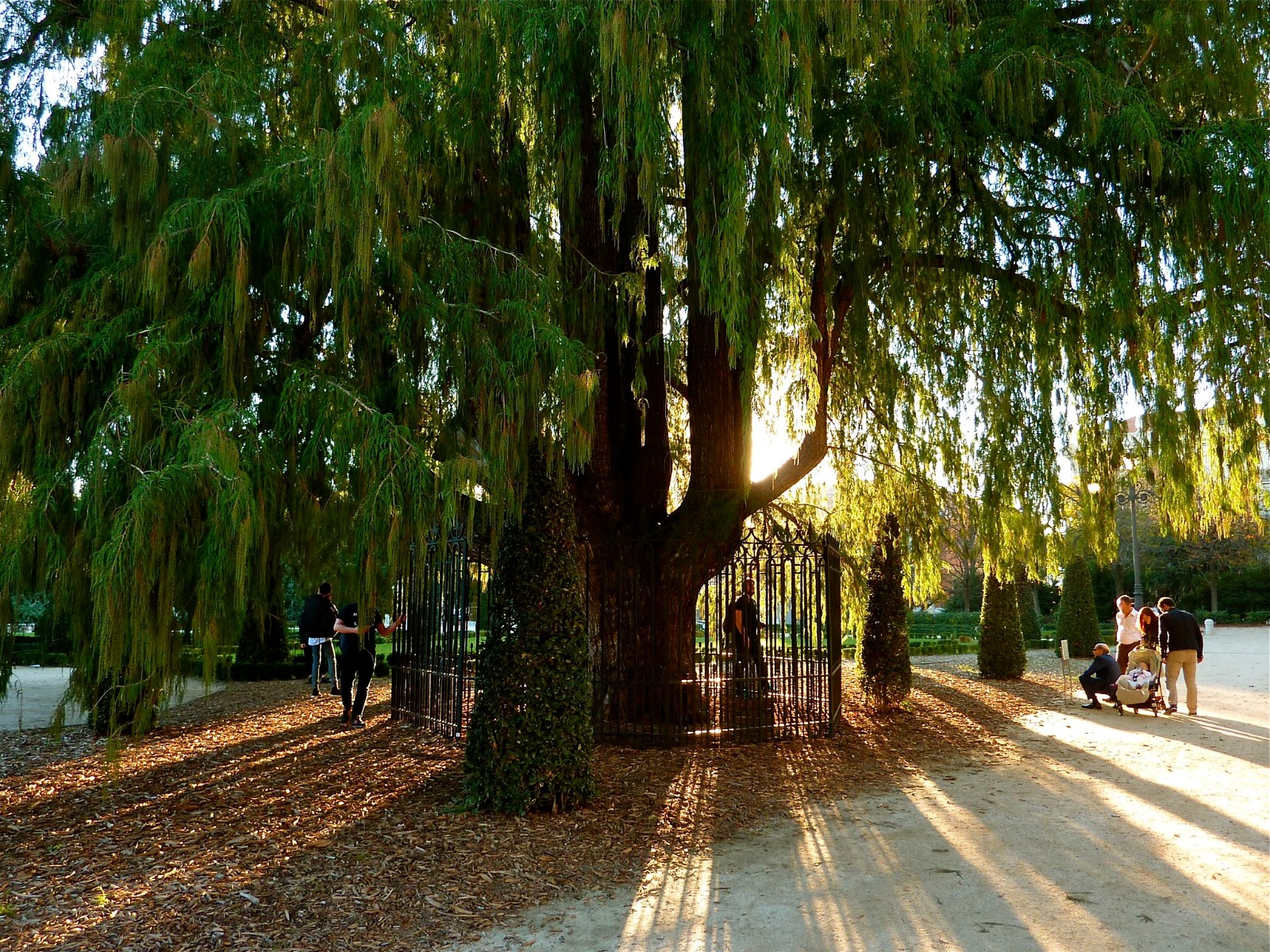 Diez árboles históricos se suman al Patrimonio Natural de la Ciudad de México