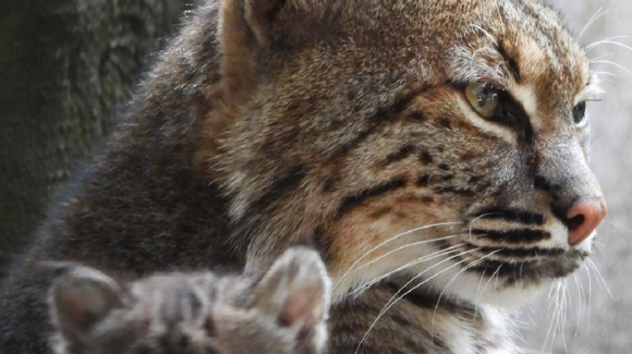 Chapultepec, 103 años de reproducción y conservación de fauna en CDMX