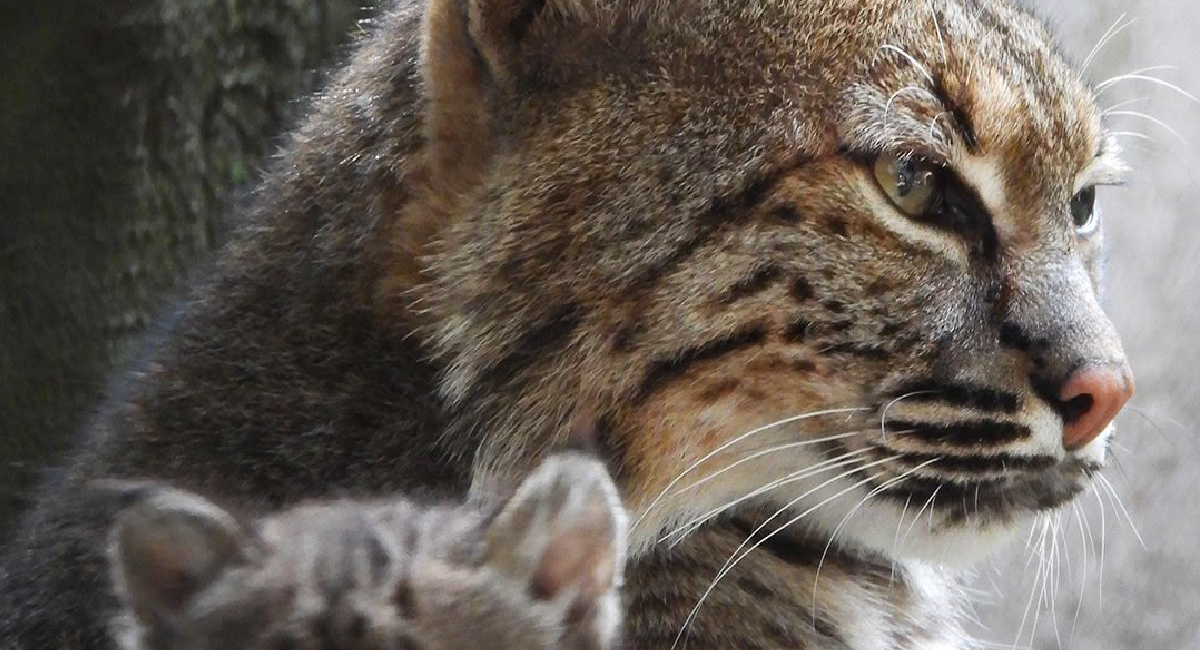 Chapultepec, 103 años de reproducción y conservación de fauna