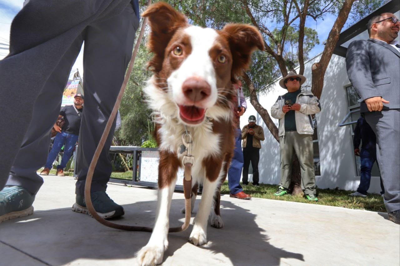 Las mascotas y las familias podrán disfrutar de este nuevo espacio