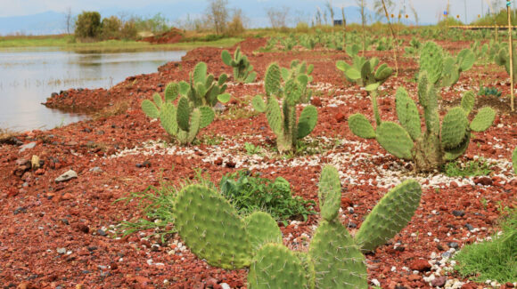 Ruta gratis al Parque Ecológico Lago de Texcoco: ¿De dónde sale, cómo y cuándo opera?