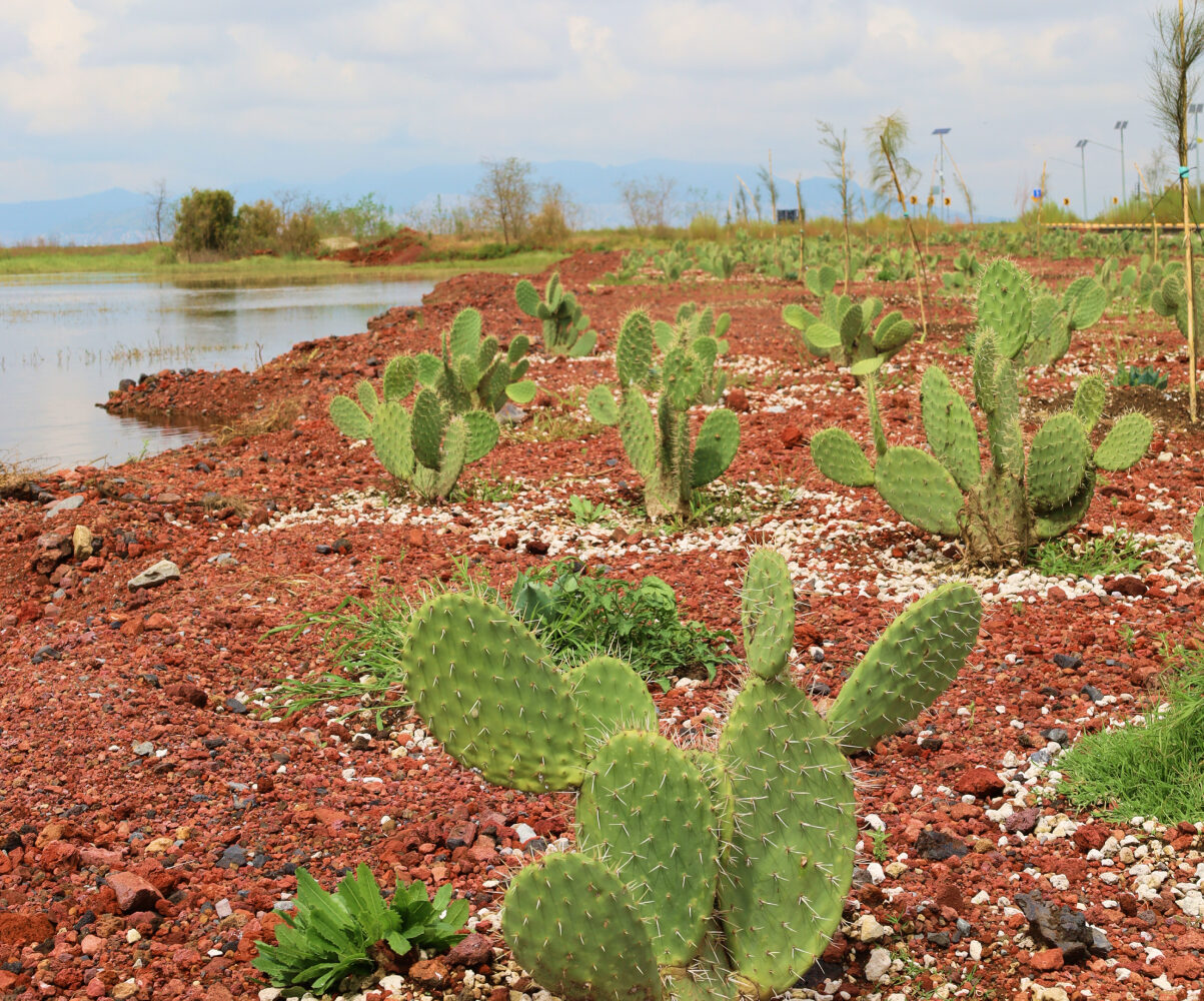Ruta gratis al Parque Ecológico Texcoco: ¿Cómo y cuándo opera?