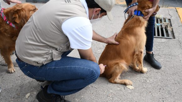 Autoridades de la CDMX llaman a no bajar la guardia ante la rabia vacunando a perros y gatos